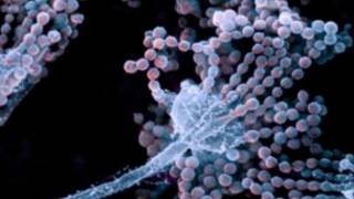 El hongo Aspergillus