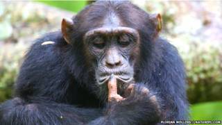 Chimpancé