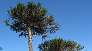 Ejemplares de araucaria (gentileza Ianigla)