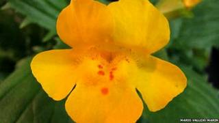 Nueva especie de flor