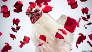 Gallo blanco bajo una lluvia de pétalos de rosa.