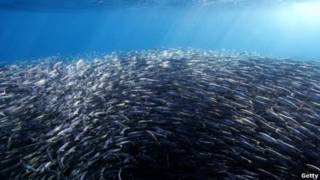 Pescados