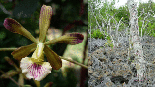 Encyclia navarroi