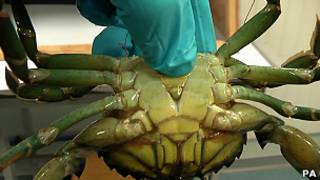 Kepiting