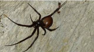 rare_spider_london