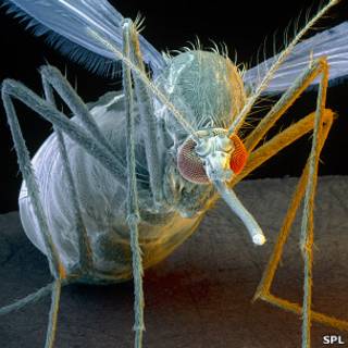 Aedes aegypti