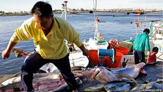 Pesca de tiburones