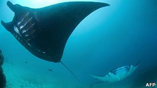 Mantarrayas