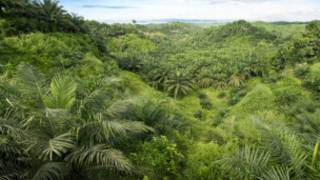 Kebun kelapa sawit