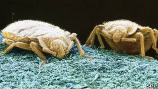 bedbugs, Science Photo Library