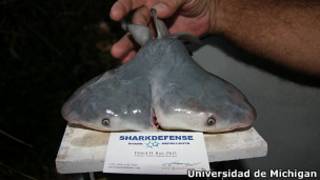 Tiburón toro de dos cabezas