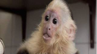 Monyet Bieber