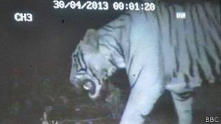 Tigre blanco