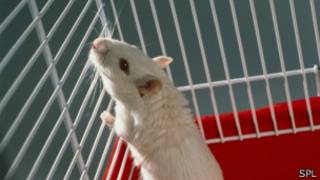 Mouse