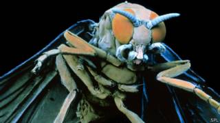 Mosca negra