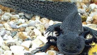 Salamandra mexicana