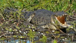 Buaya