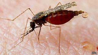 El mosquito transmisor de la malaria
