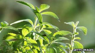 Stevia | Foto: Getty Images