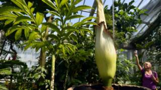 Amorphophallus titanum (AFP)
