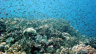 Great Barrier Reef
