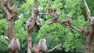 Monos Babuinos