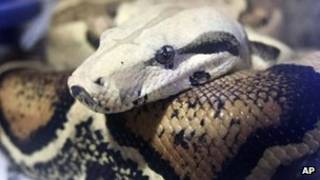 Serpiente