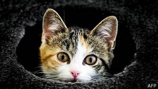 Gato
