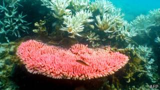 Coral