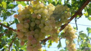 grapes