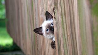 Gato