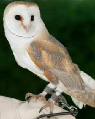 burung
