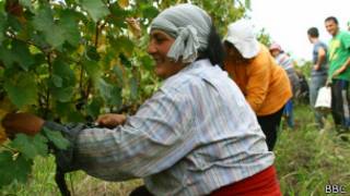 Сбор урожая винограда в Грузии