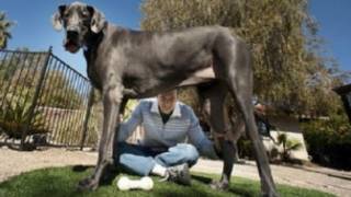 Dünyanın en uzun boylu köpeği öldü
