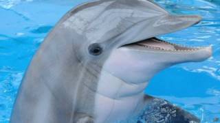 dolphin
