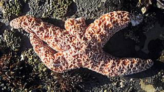 Estrella de mar
