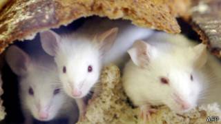 tikus