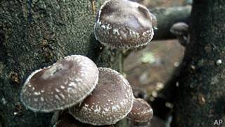 Hongos shitake