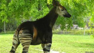 Okapi en el Zoo Metro de Miami