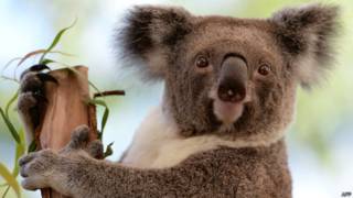 Oso koala