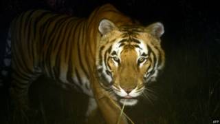 बाघ, tiger
