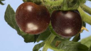Tomates morados