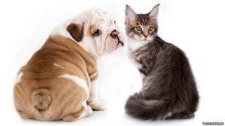 Perro y gato