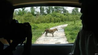 Leopardo