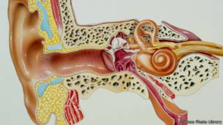 Saluran telinga, Science Photo Library