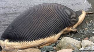 Ballena muerta en Trout River