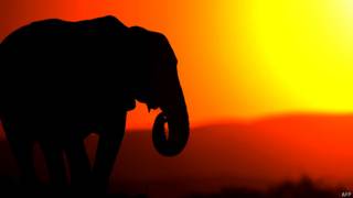 Elefante