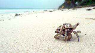 A hermit crab on a beach in Zanzibar