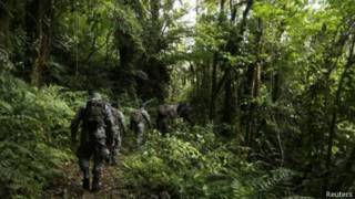 Bosque de Boquete