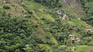 Plantación de coca en Bolivia